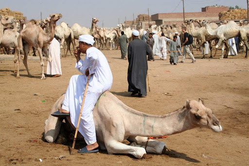 camel market tour of Birqash itinerary