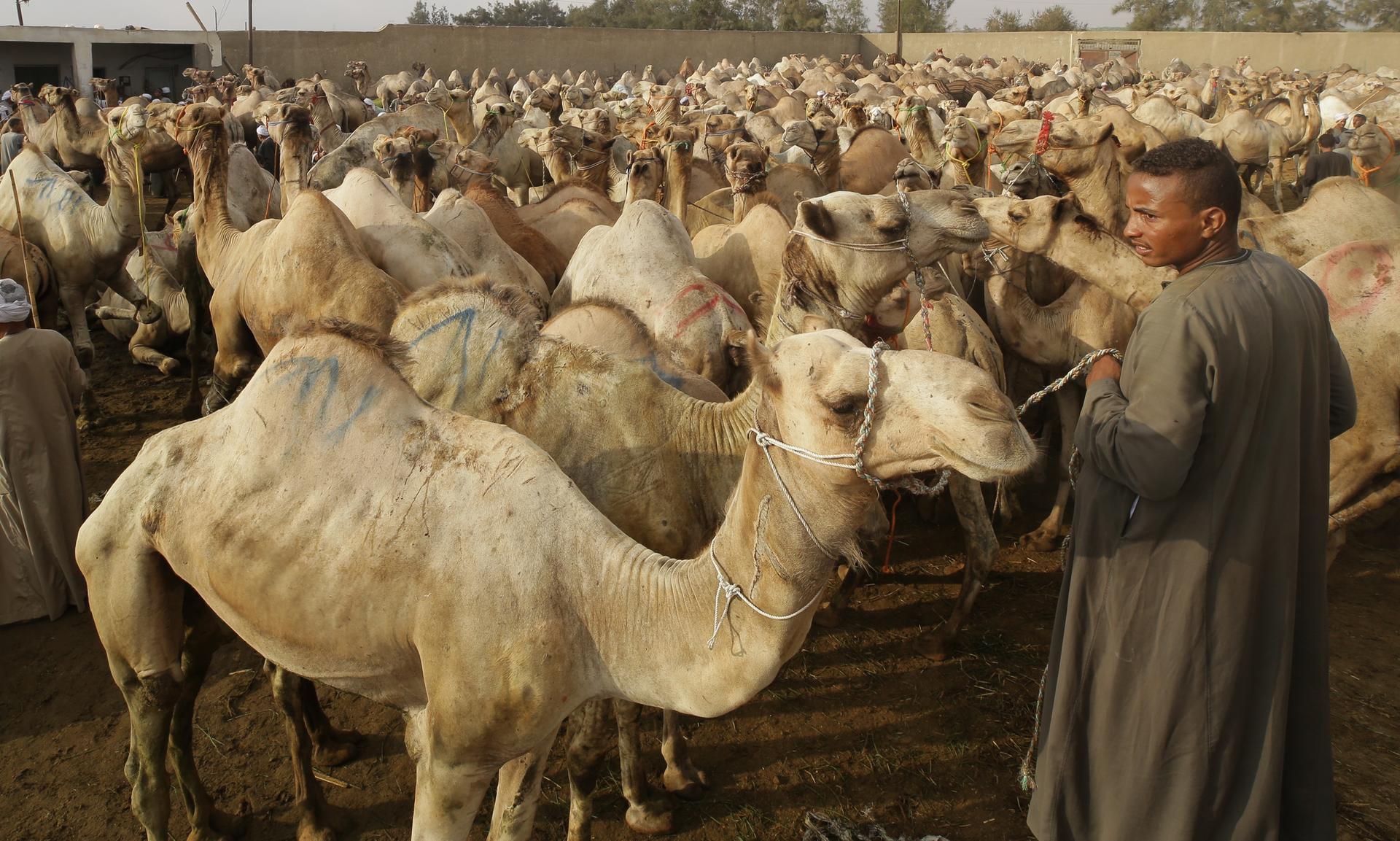 half-day Birqash camel market tour