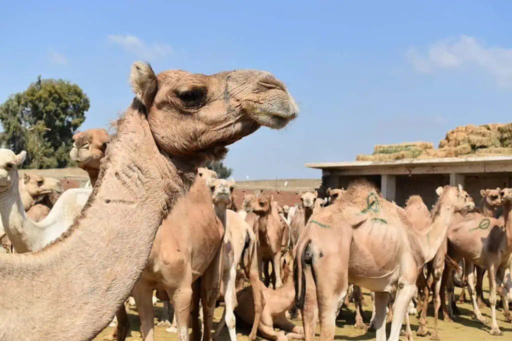 camel market tour of Birqash itinerary