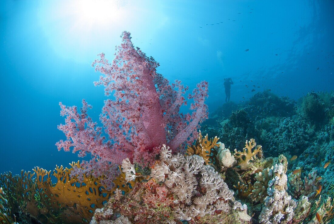 Scuba diving Sharm El Sheikh