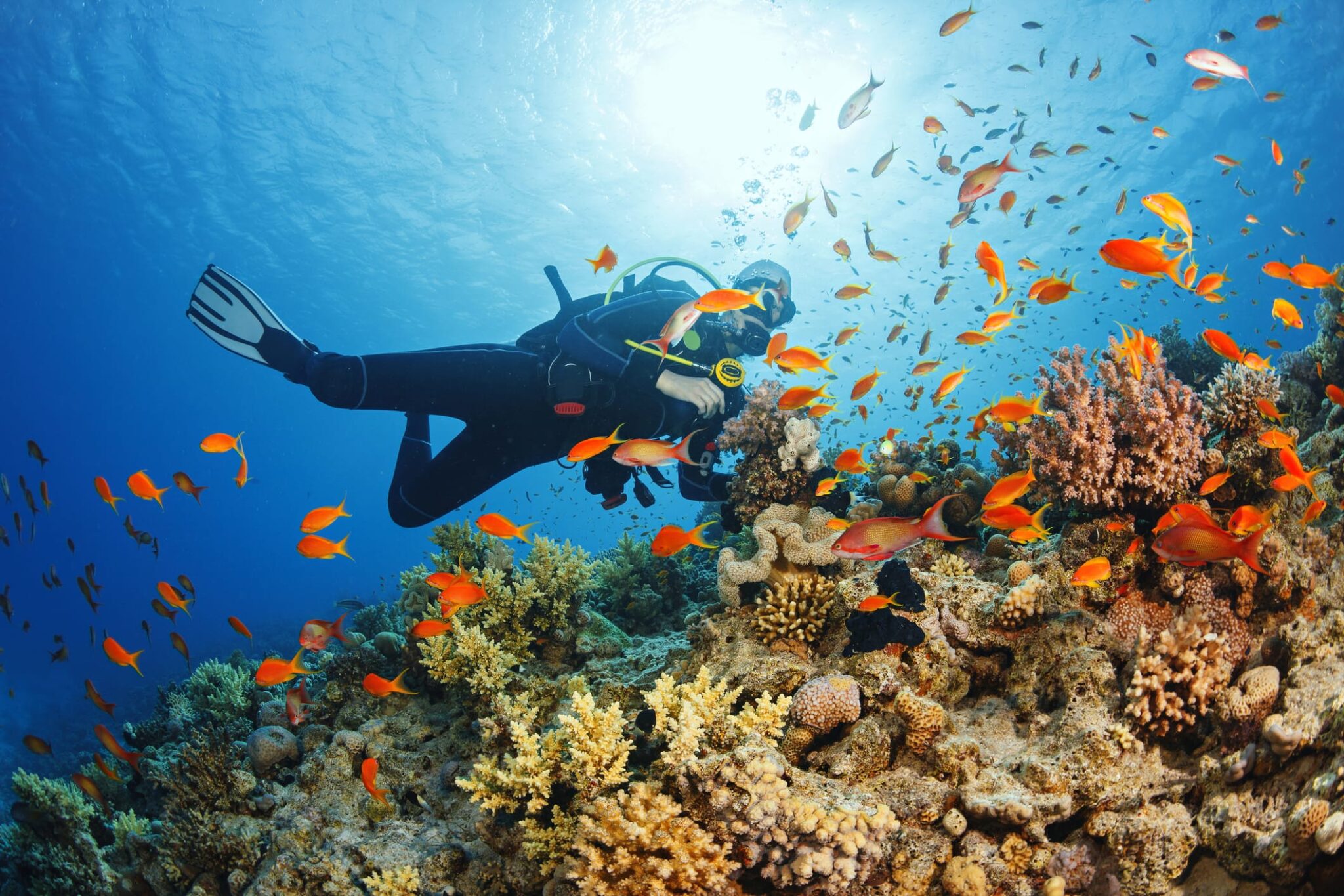 Scuba diving Sharm El Sheikh