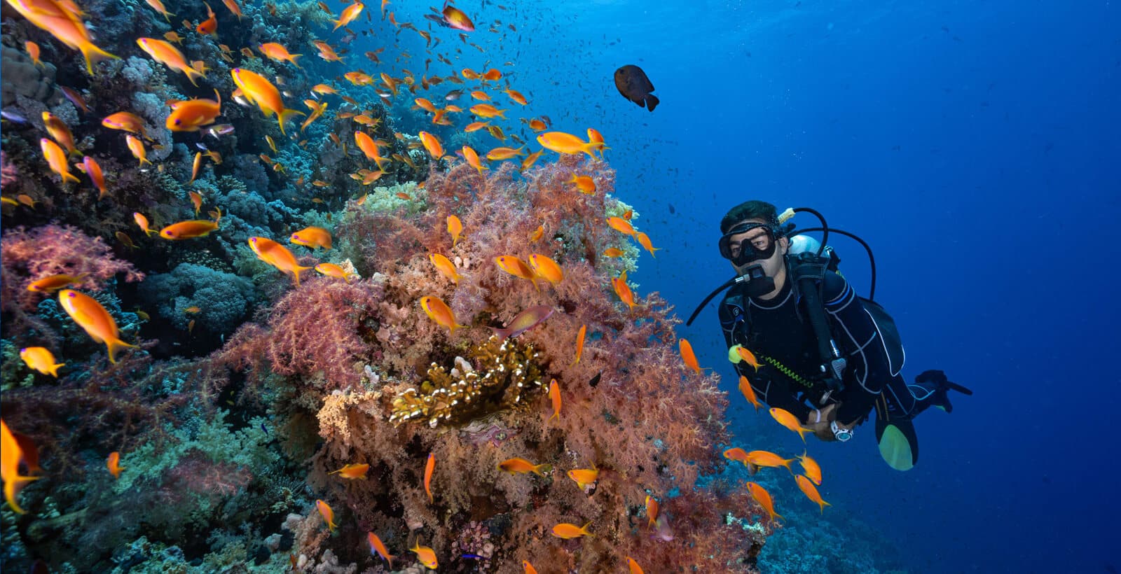 Scuba diving Sharm El Sheikh